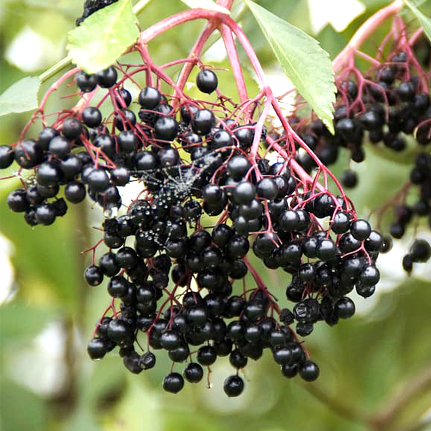 Elderberry Syrup