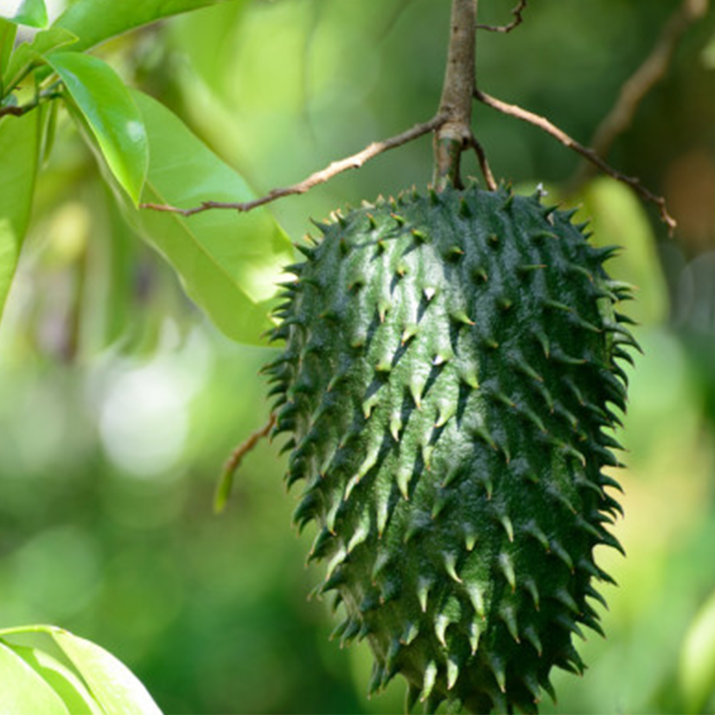 Soursop Capsules