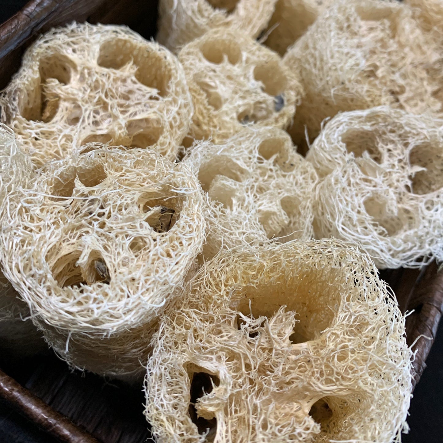Luffa Gourd