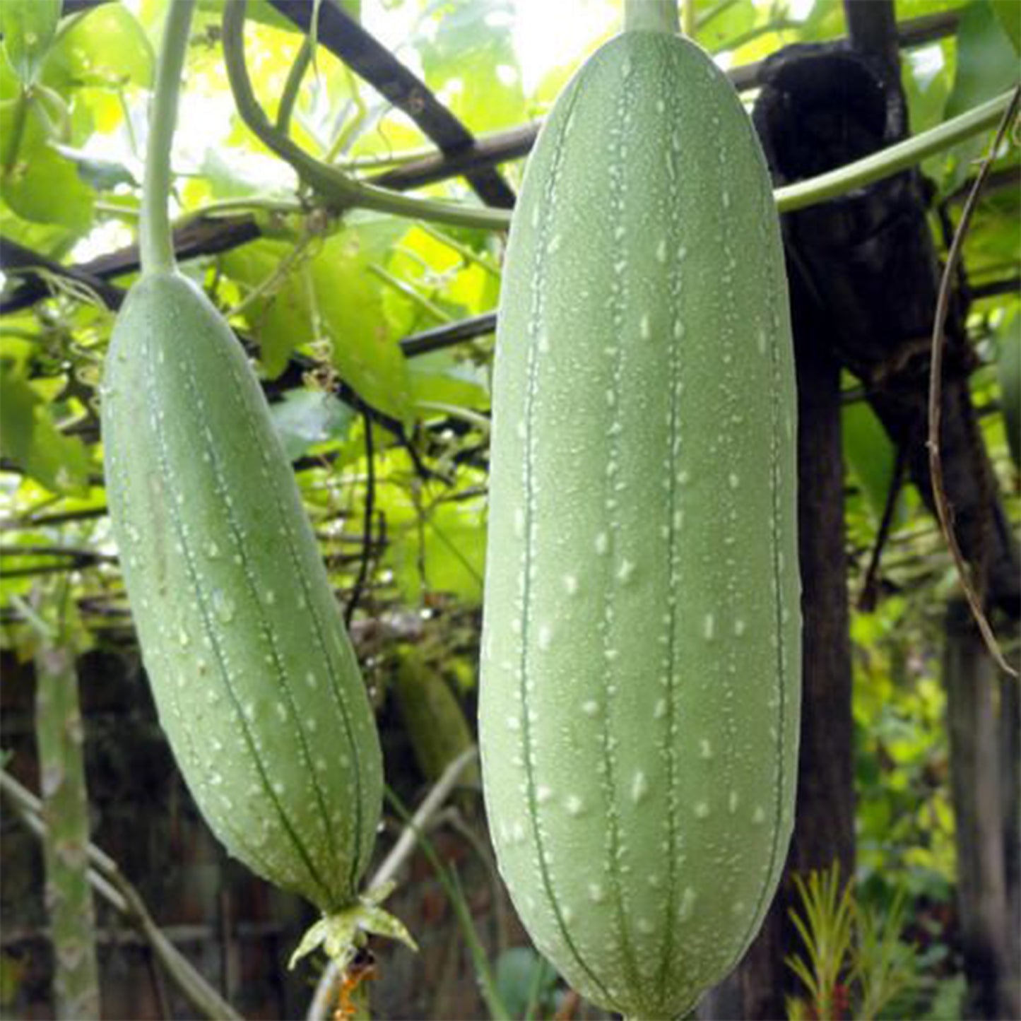 Luffa Gourd