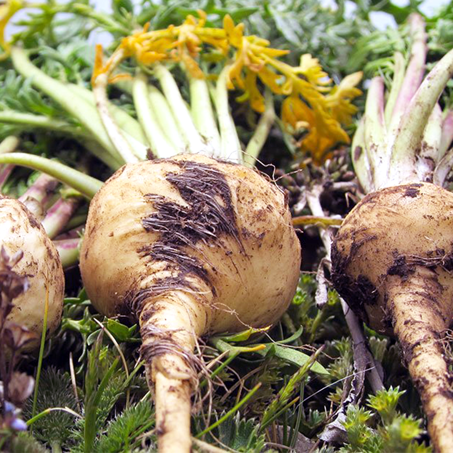 Maca Root Capsules