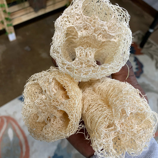 Luffa Gourd